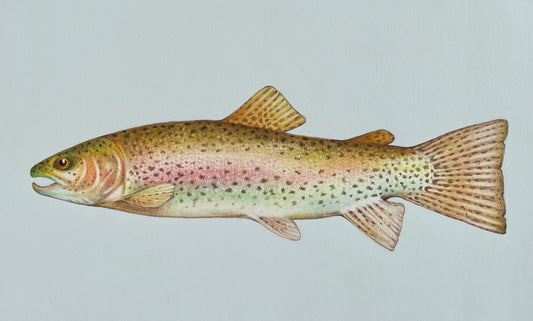 Rainbow Trout - Art Print